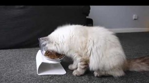 'KITTEN BOWL PLUS | ANTI-VOMITING'