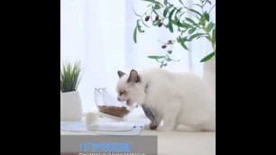 'Non-slip Anti-vomiting Orthopedic Pet Cat Bowl Feeder with Stand'