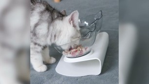 'Anti Vomiting Orthopedic Cat feeder Review 2020'