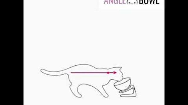 'Cat Antivomiting feeding bowl 2'