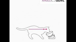 'Cat Antivomiting feeding bowl 2'