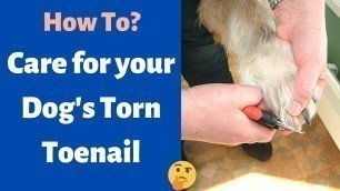 'How to Care for your Dog\'s Torn Toenail? 