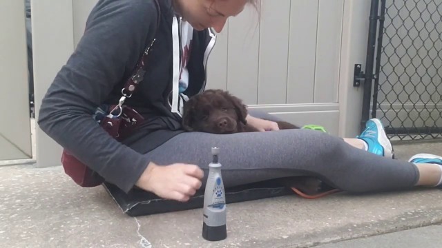 'Introducing a Puppy to the Dremel for Nail Care - Take the Lead K9 Training'