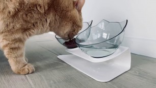 'Greatest Paws Anti-Vomiting Cat Bowl Review'