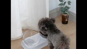 '15° Tilted Raised Anti Vomiting Pet Feeder Bowl'