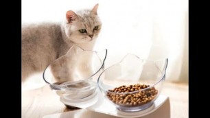 'Anti Vomiting Orthopedic Cat Bowl For Food & Water, Plastic Material #Shorts'