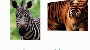 'The Zoo - Kids Read Along Books - Kids Learn to Read'