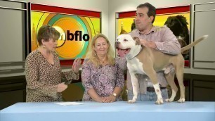'Pet Nail Care Tips'