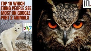 'top 10 most searched in google || top google searches || google trends - part 2 || animals - 2017'