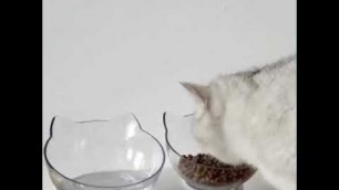 'Anti-Vomiting Orthopaedic Cat Bowl'
