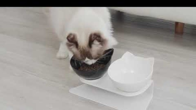 'Bowls for Cat'