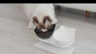 'Bowls for Cat'