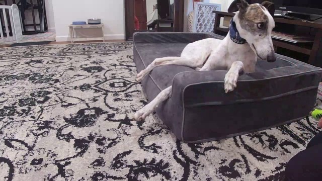 'Cooperative Care - Nail Trim'