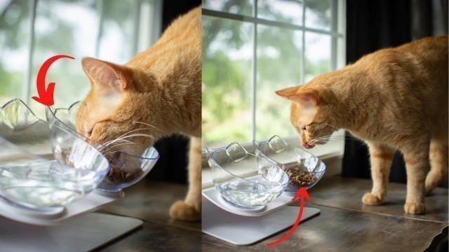 'Non-slip cat bowls Double bowls with raised stand Pet food and water bowls for cats dog food 2020'