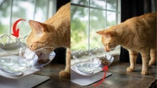 'Non-slip cat bowls Double bowls with raised stand Pet food and water bowls for cats  dog food 2020'