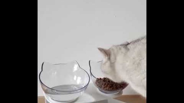'Kitty Bowl Orthopedic & Anti-Vomiting'