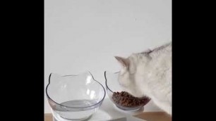 'Kitty Bowl Orthopedic & Anti-Vomiting'