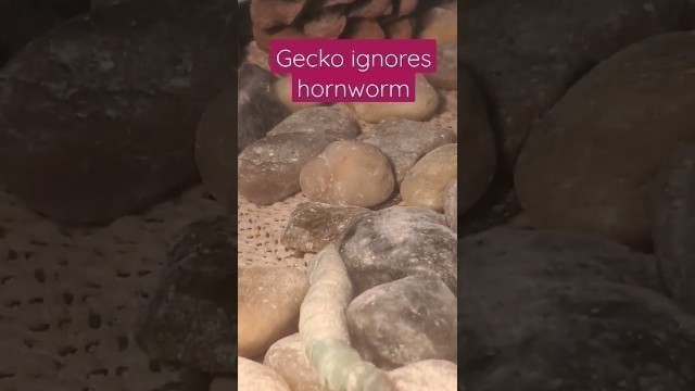 'Sigma gecko refuses unhealthy food'