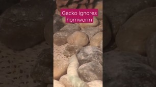 'Sigma gecko refuses unhealthy food'