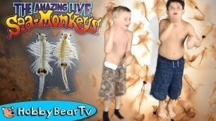 'The Amazing Live Sea Monkeys! HobbyKids Swim with Shrimp HobbyBearTV'