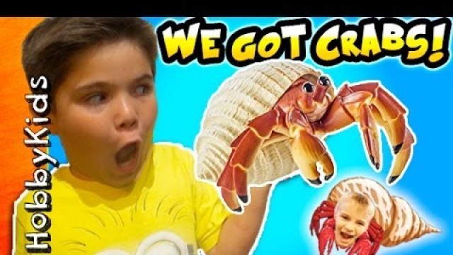 'Hermit CRAB Pet Surprise with Toys and Tank by HobbyKidsTV'