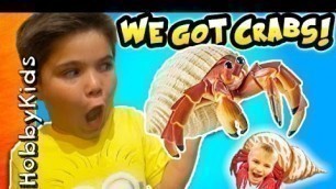 'Hermit CRAB Pet Surprise with Toys and Tank by HobbyKidsTV'