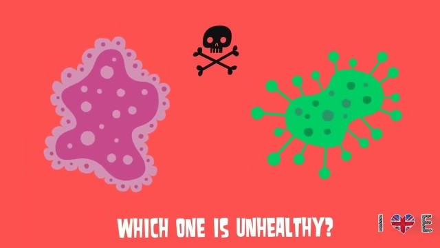 'Healthy or Unhealthy food QUIZ - Здорова та шкідлива їжа ВІКТОРИНА'