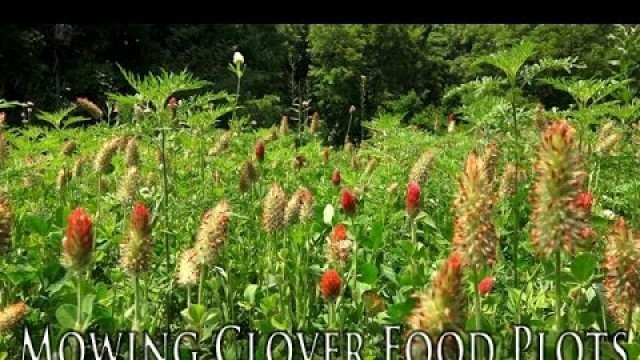 'How to Mow Clover Food Plots'