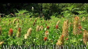 'How to Mow Clover Food Plots'