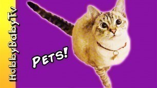 'House PETS! Real Animals + Learn SOUNDS, Noises with HobbyKids of HobbyBabyTV'