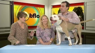 'Pet Talk Tips on Pet Nail Care'