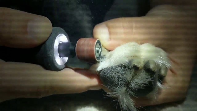 'Dog Nail Trim and File Clearwater, Florida'