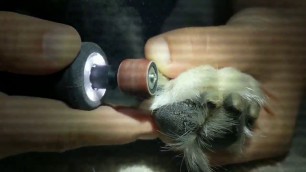 'Dog Nail Trim and File Clearwater, Florida'