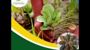 'Stop Eating Unhealthy Food and Take Care of Your Health with Green Blossom Organic Food Products!'