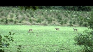 'How to Estimate Acreage Sizes for Smaller Food Plots'