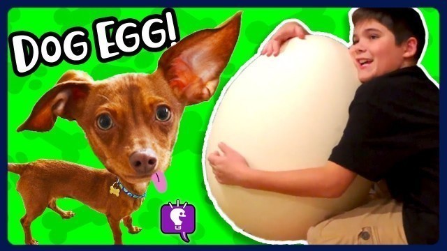 'DOGGY Surprise Egg! HobbyFlappy NEW BOOTS in Dog Toy Haul with HobbyKidsTV'