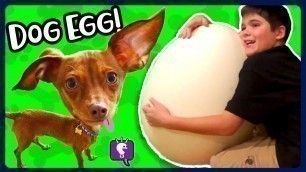 'DOGGY Surprise Egg! HobbyFlappy NEW BOOTS in Dog Toy Haul with HobbyKidsTV'