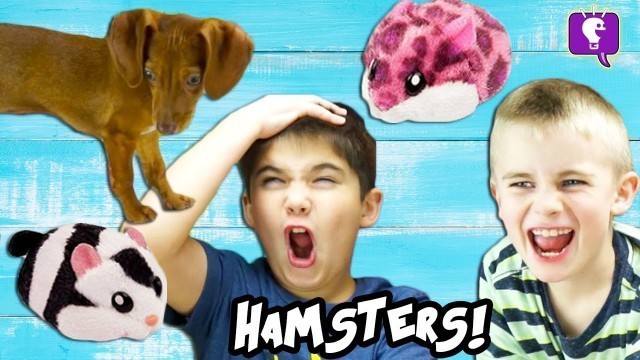 'Dog CHASES HAMSTERS in a House! Cute Toy Review and Play with HobbyKidsTV'