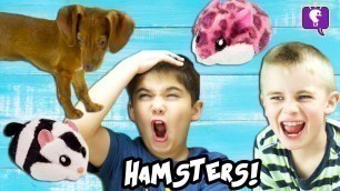 'Dog CHASES HAMSTERS in a House! Cute Toy Review and Play with HobbyKidsTV'