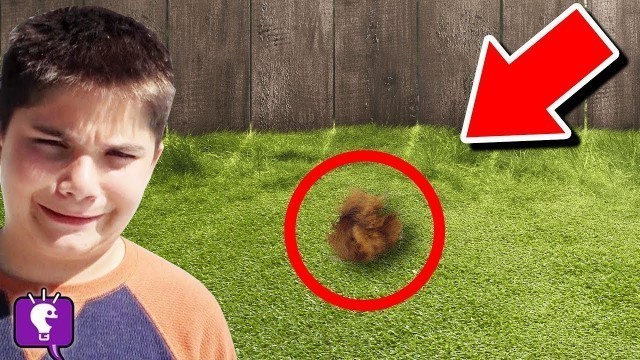 'We Find Mystery Animal in Our Backyard (HobbyPig is missing!)'