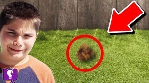 'We Find Mystery Animal in Our Backyard (HobbyPig is missing!)'