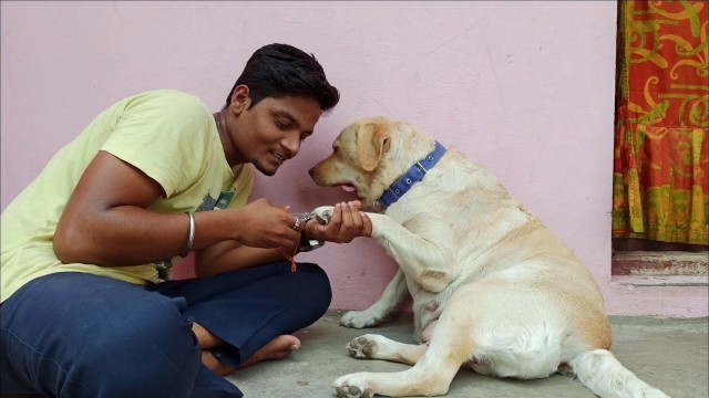 'Cutting on Labby Nail caring about her || Labrador || Labrador retriever ||#Labrador_puppies'