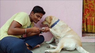'Cutting on Labby Nail caring about her || Labrador || Labrador retriever ||#Labrador_puppies'