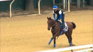 American Pharoah Gallops at Belmont 6.5
