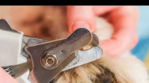 'Nailcare For Your Dog'