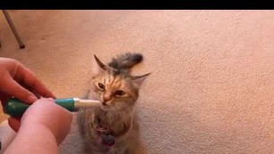 Silly Cat Sneezing After Biting Amope Nail File