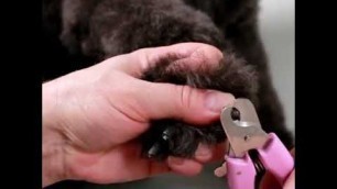'PluffyDog™ Pet Nail Grinder PRO — Painless Claws Grooming & Trimming for Dogs & Cats'