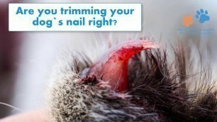 'Nail-pets-trimmer -Electric Premium Pet Nail File Gentle Paws Grooming Trimmer Clipper'