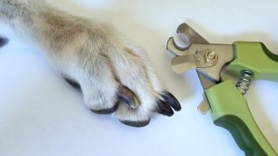 'Trimming Nails With Clippers [3.08A]'