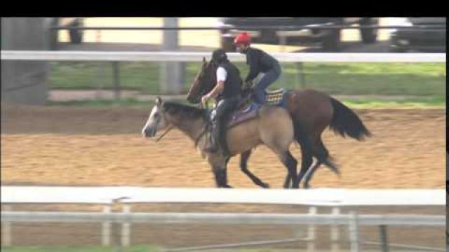 American Pharoah Workout 5.26.15